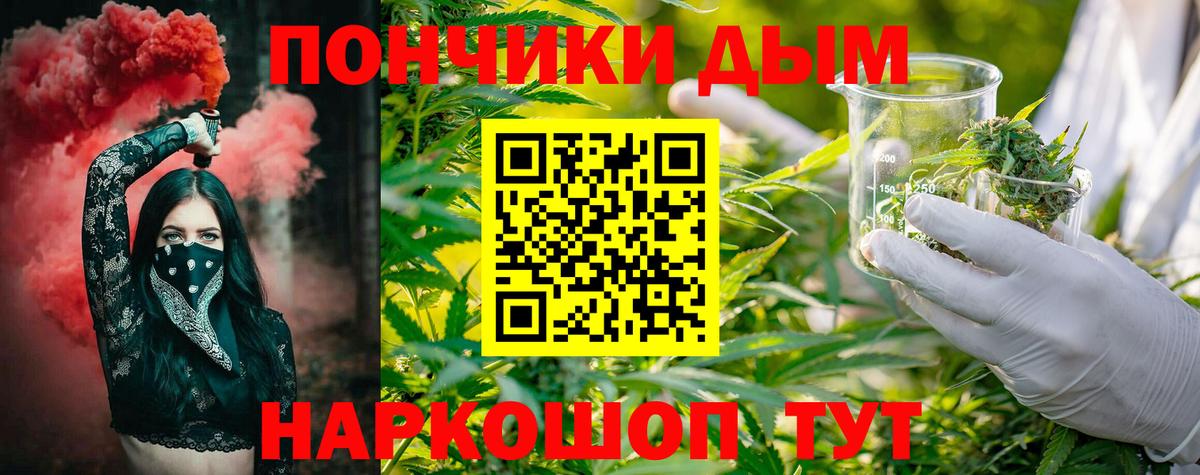 Каннабис сатива Сальск